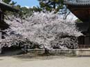 Cherry blossom galore